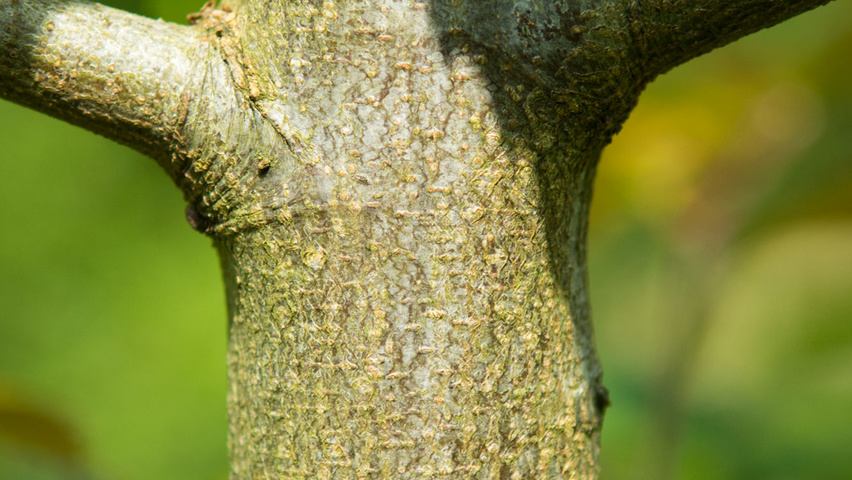 Carpinus caroliniana tronc