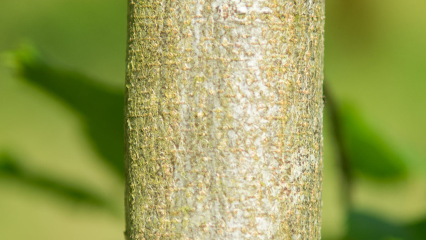 Carpinus caroliniana tronc