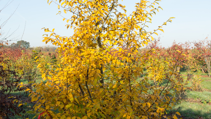 Carpinus caroliniana branchus de la base