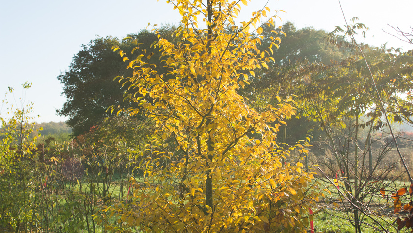 Carpinus caroliniana branchus de la base
