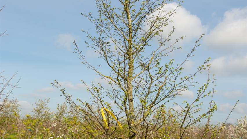 Carpinus caroliniana branchus de la base
