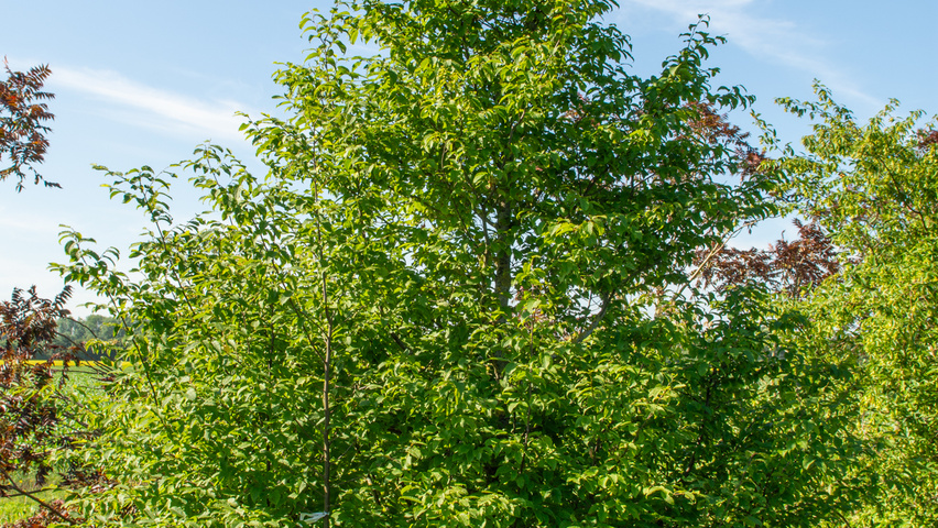 Carpinus caroliniana branchus de la base