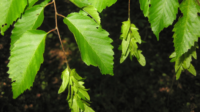 Carpinus caroliniana fruits