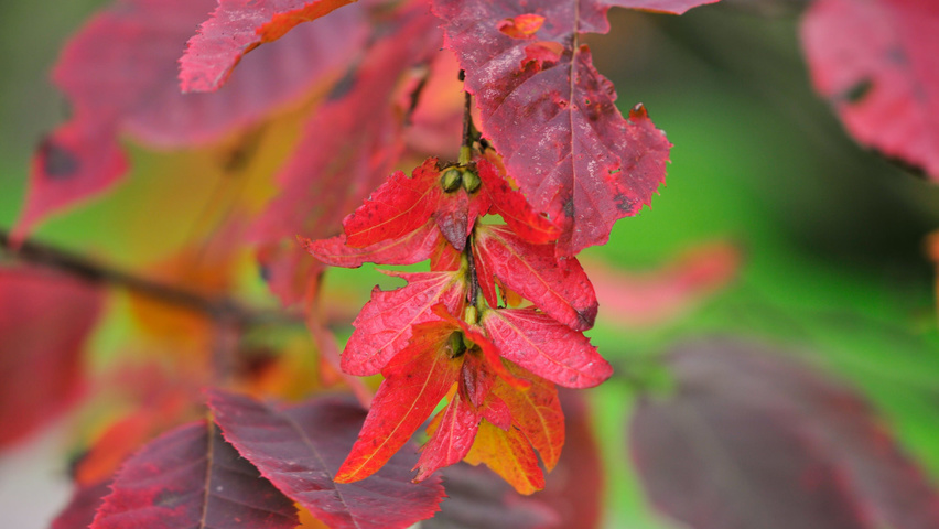 Carpinus caroliniana fruits