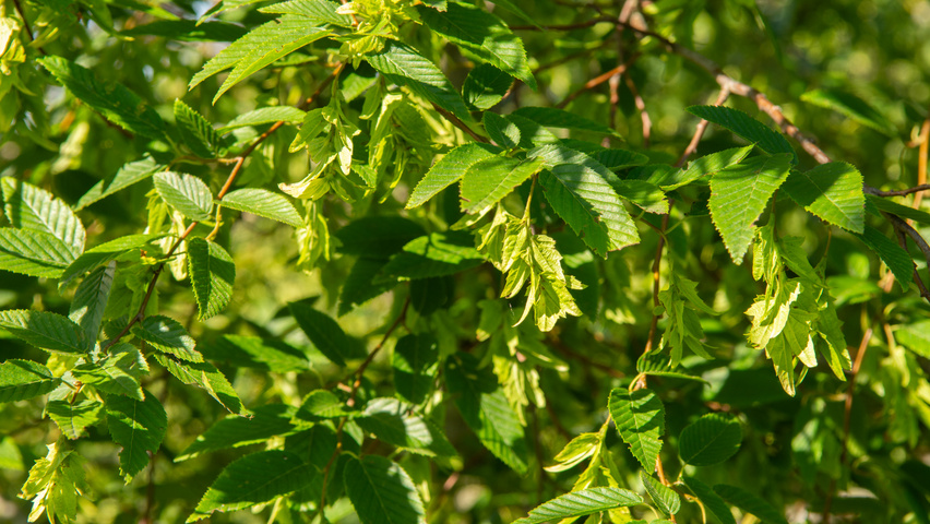 Carpinus caroliniana fruits