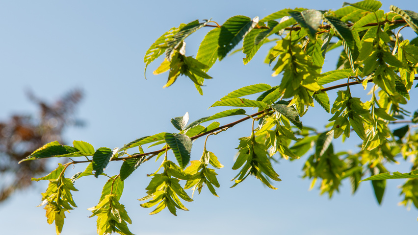 Carpinus caroliniana fruits
