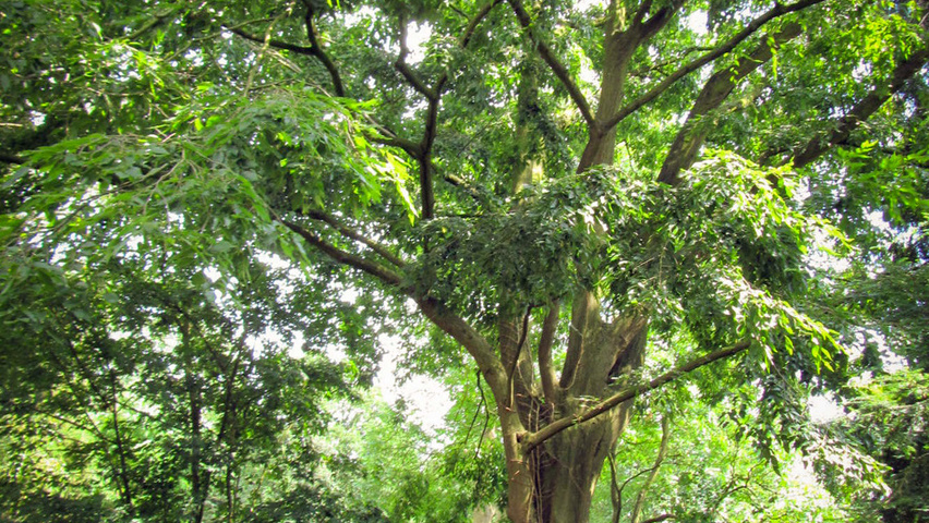 Carpinus caroliniana haute tige