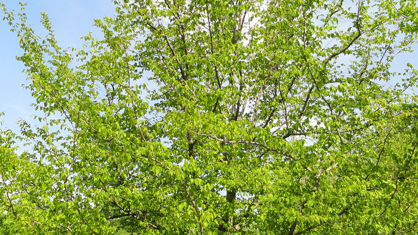 Carpinus caroliniana haute tige