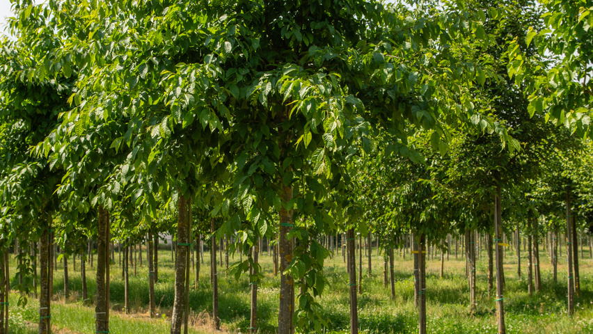 Carpinus caroliniana haute tige