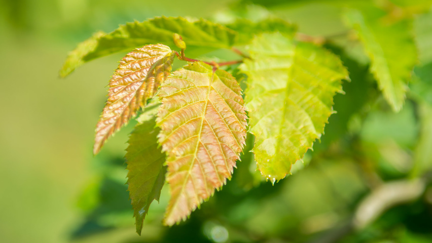 Carpinus caroliniana Feuilles