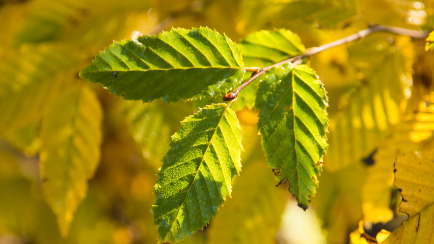 Carpinus caroliniana Feuilles