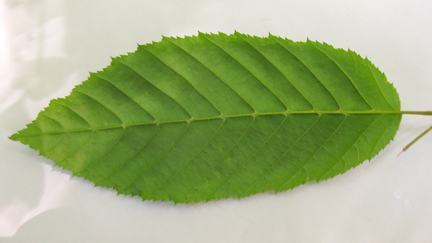Carpinus caroliniana Feuilles