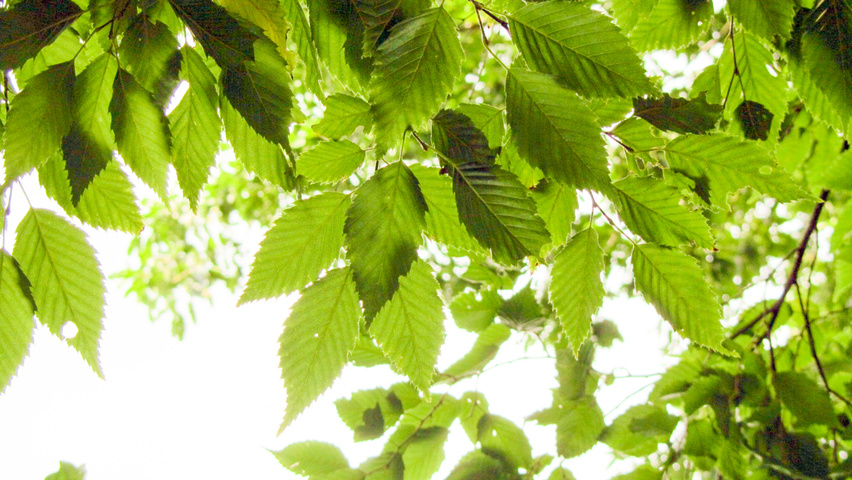 Carpinus caroliniana Feuilles