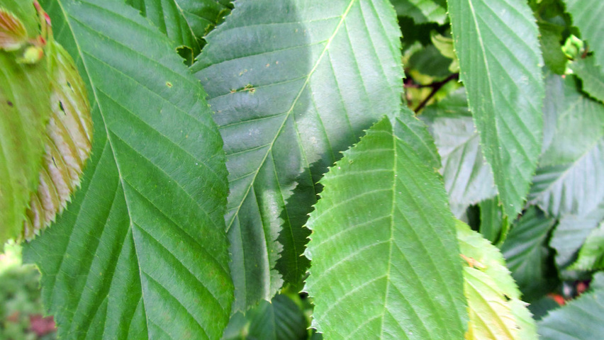 Carpinus caroliniana Feuilles