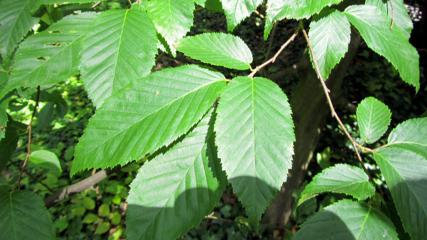 Carpinus caroliniana Feuilles