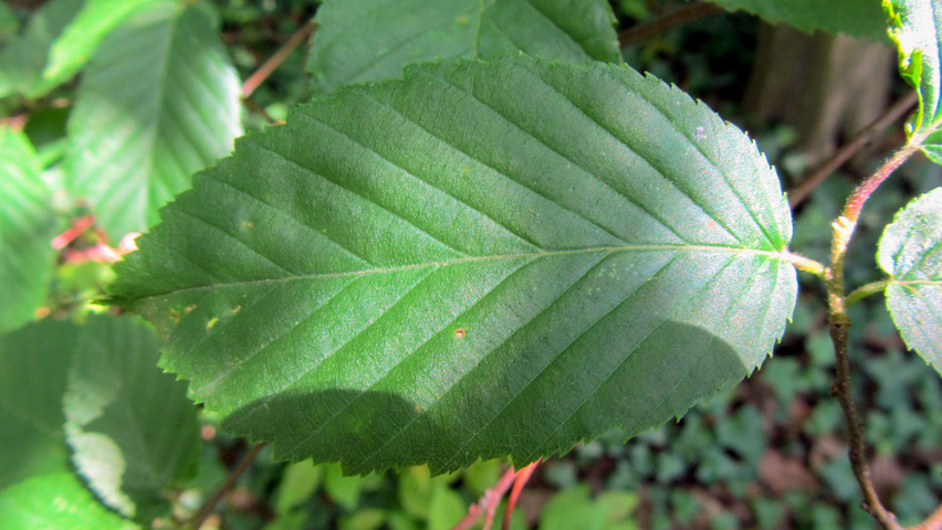 Carpinus caroliniana Feuilles