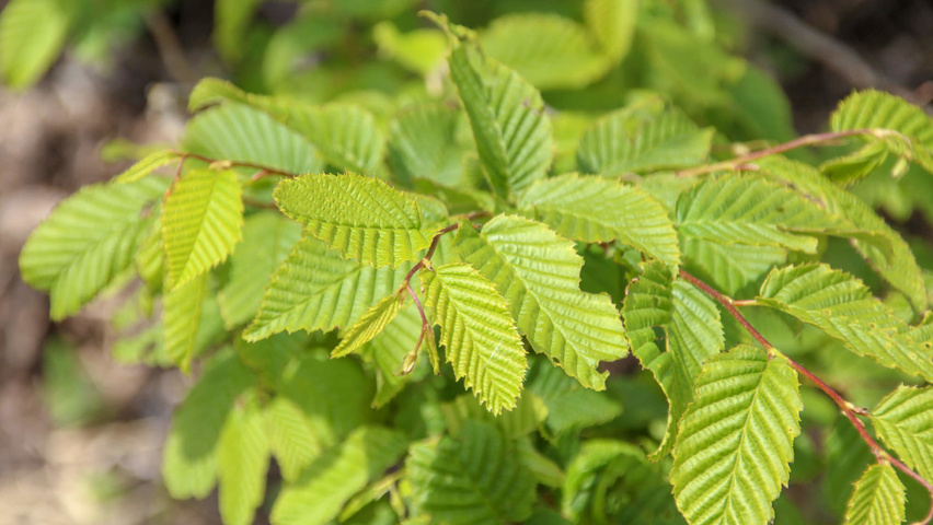 Carpinus caroliniana Feuilles