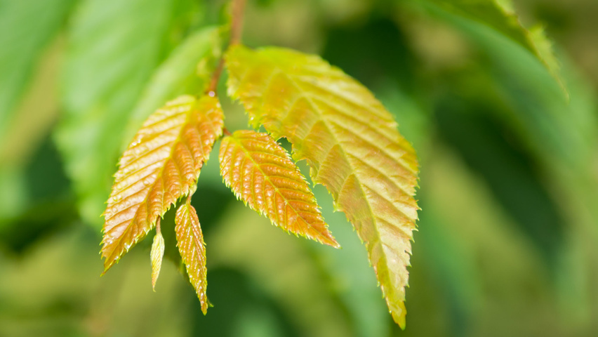 Carpinus caroliniana Feuilles