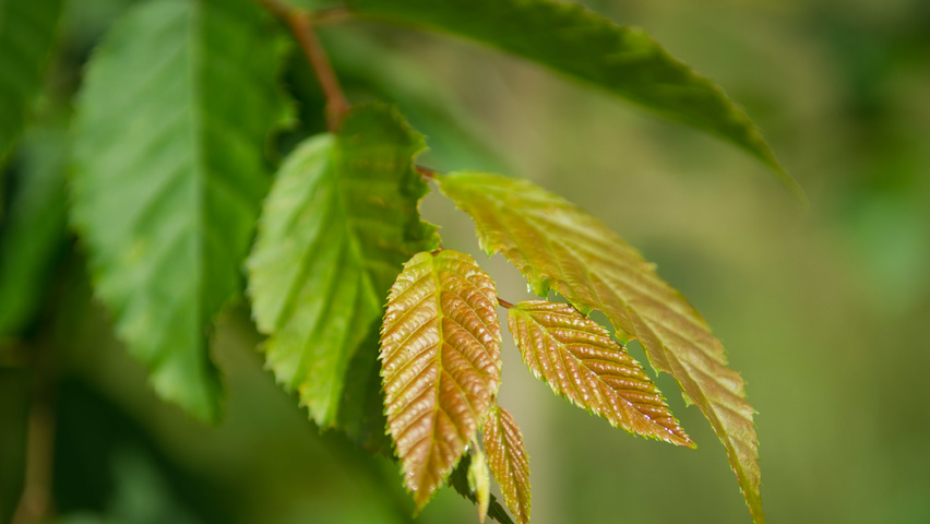 Carpinus caroliniana Feuilles