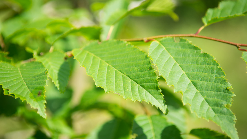 Carpinus caroliniana Feuilles