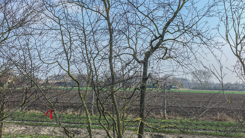 Carpinus caroliniana multi-troncs