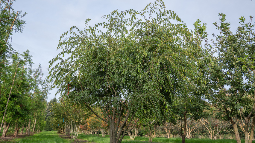 Carpinus caroliniana multi-troncs