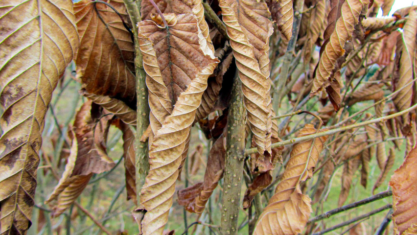 Carpinus cordata Herbstblatt