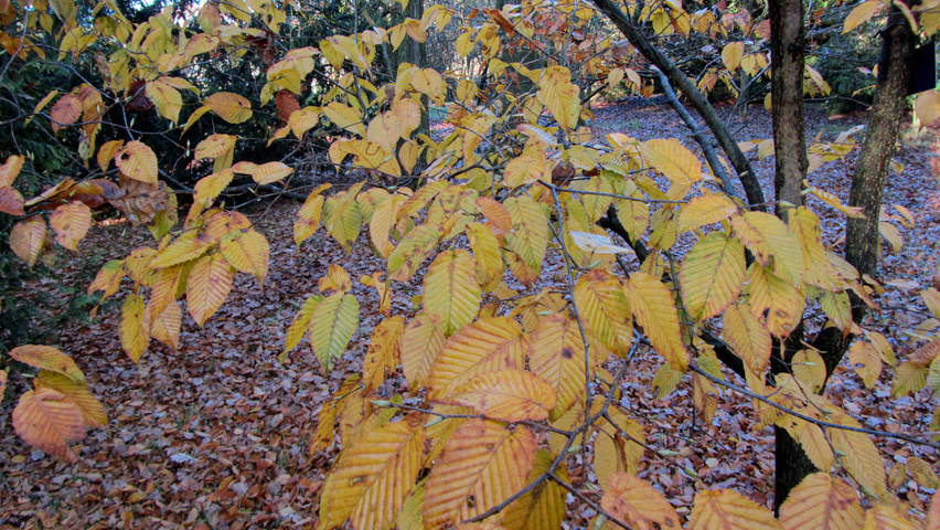 Carpinus cordata Herbstblatt
