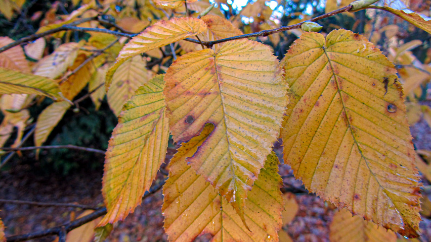 Carpinus cordata Herbstblatt