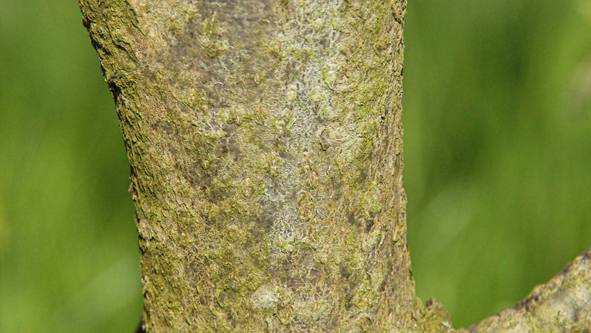 Carpinus cordata Rinden