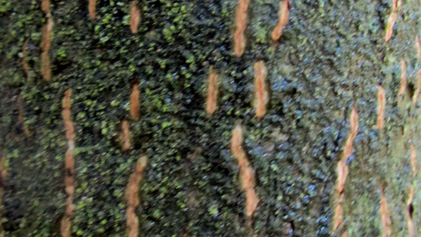 Carpinus cordata Rinden