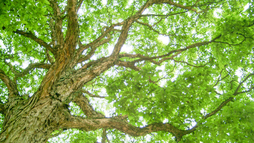 Carpinus cordata Rinden
