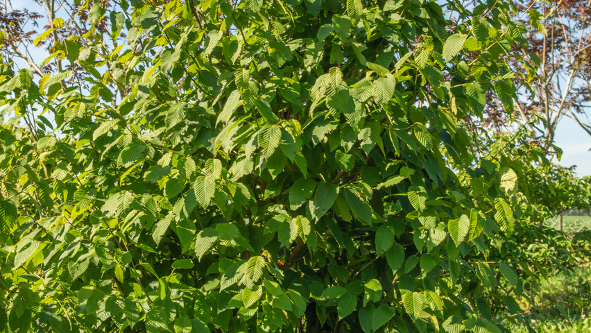 Carpinus cordata Stammbüsche