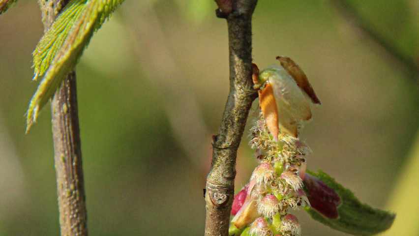 Carpinus cordata Blumen