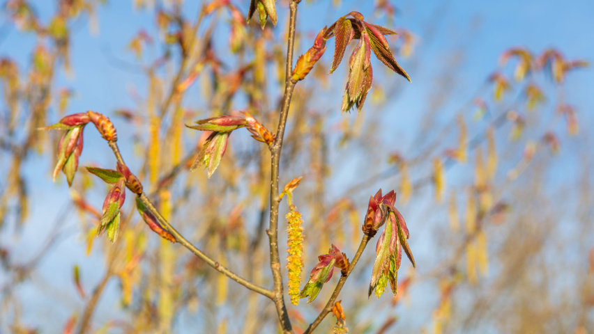 Carpinus cordata Blumen