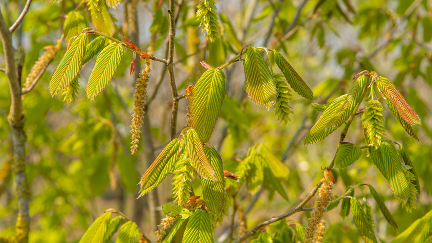 Carpinus cordata Blumen
