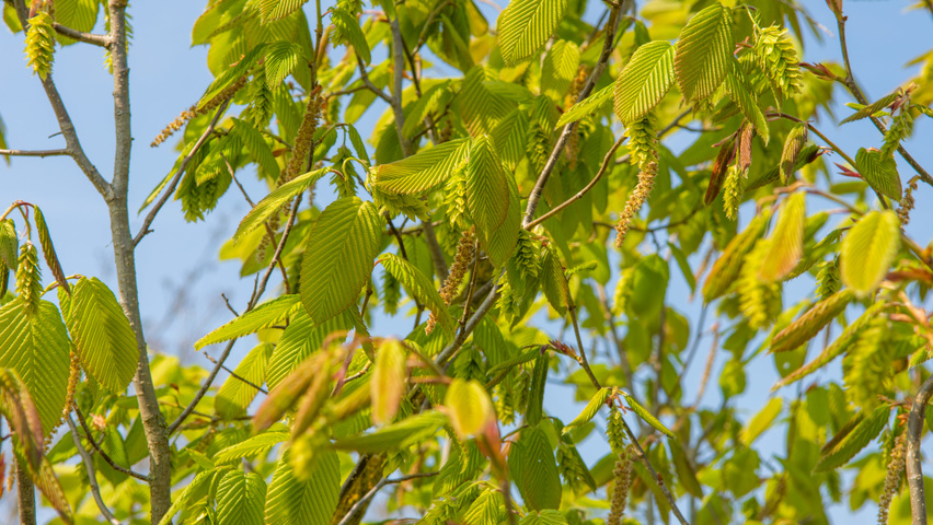Carpinus cordata Blumen