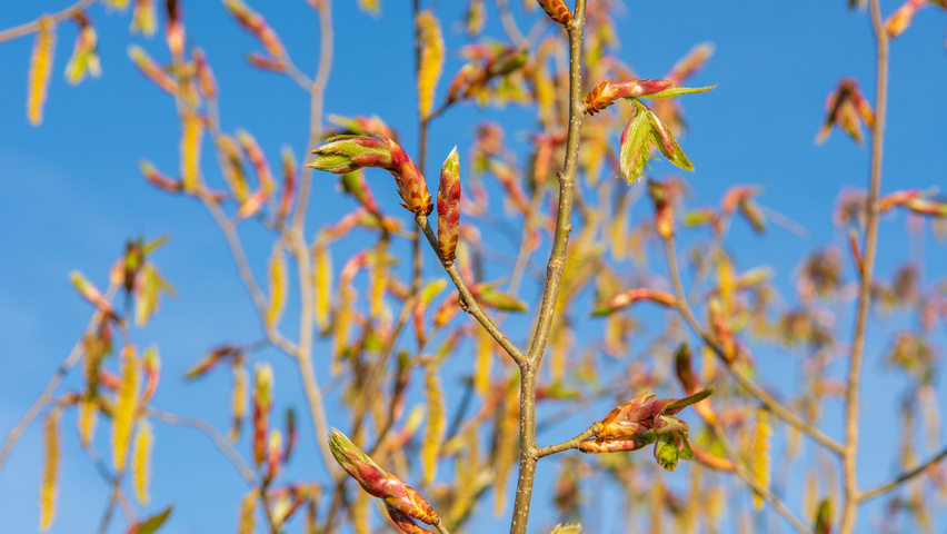 Carpinus cordata Blumen