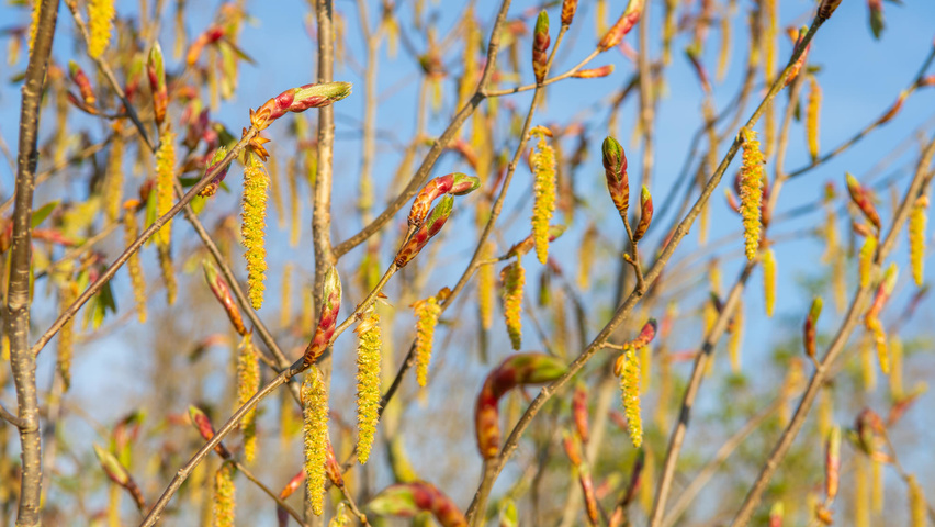 Carpinus cordata Blumen