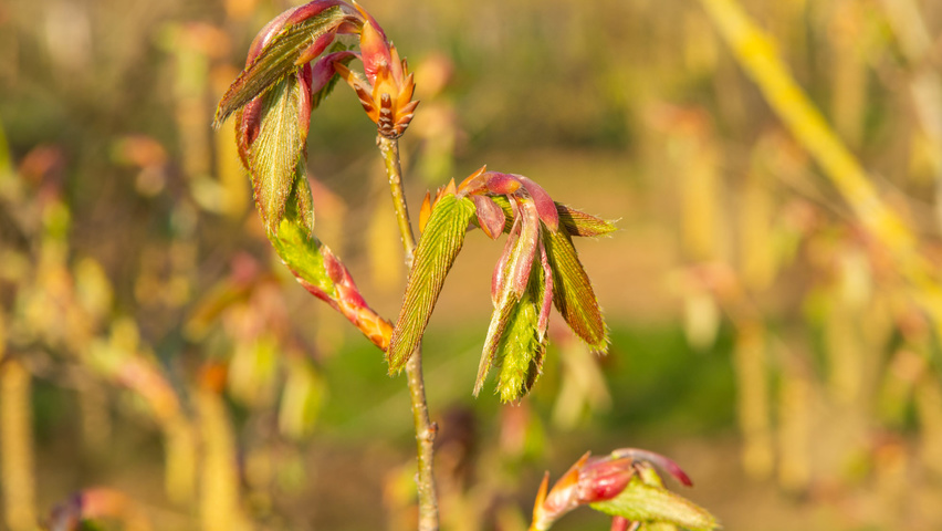 Carpinus cordata Blumen