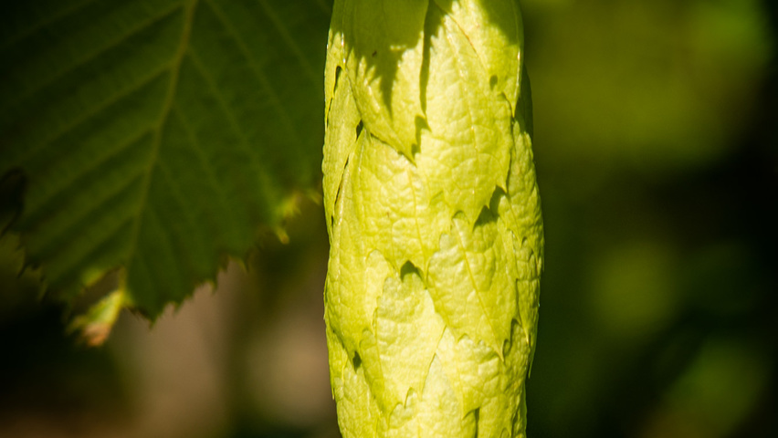 Carpinus cordata Frucht