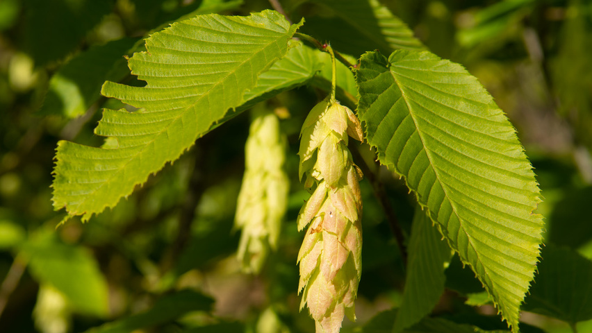 Carpinus cordata Frucht