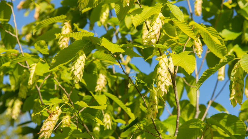 Carpinus cordata Frucht