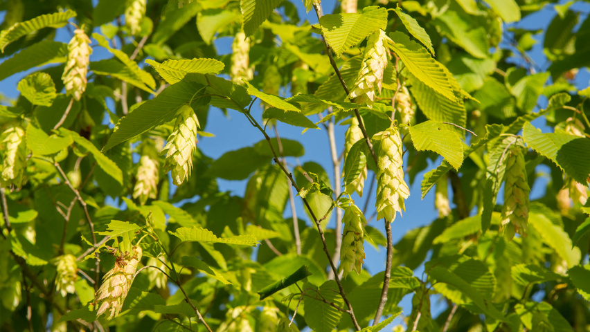 Carpinus cordata Frucht