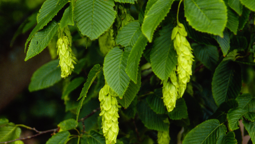 Carpinus cordata Frucht