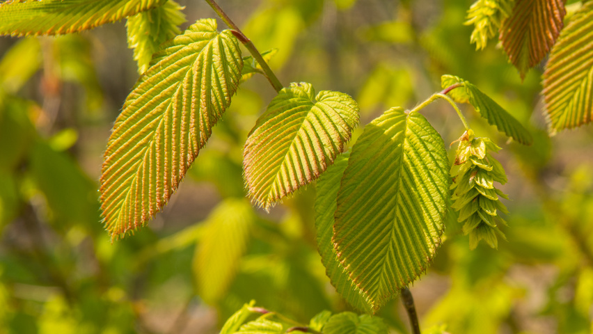 Carpinus cordata Frucht