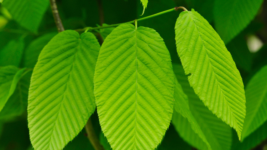 Carpinus cordata Blatt