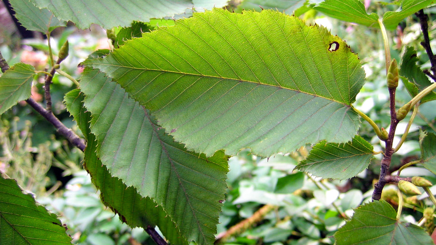 Carpinus cordata Blatt