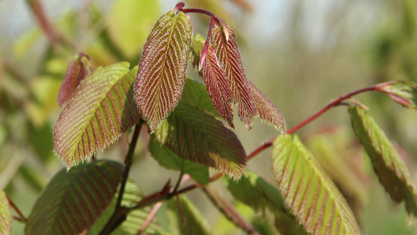 Carpinus cordata Blatt