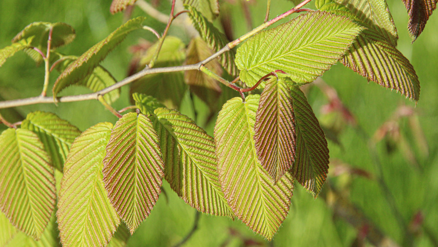 Carpinus cordata Blatt